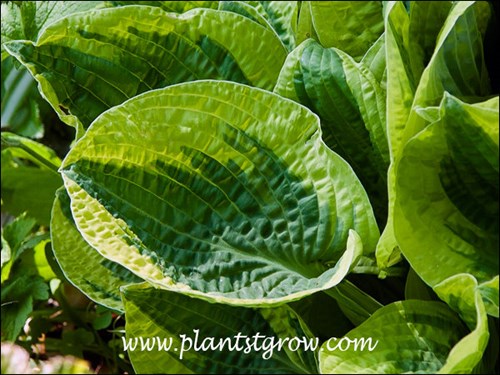 Corrugated leaves with wide yellow margins and green center.